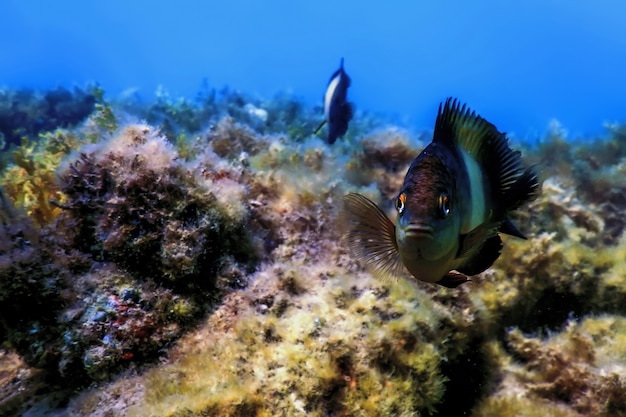 薄暗いグレゴリー水中（Stegastes nigricans）海洋生物