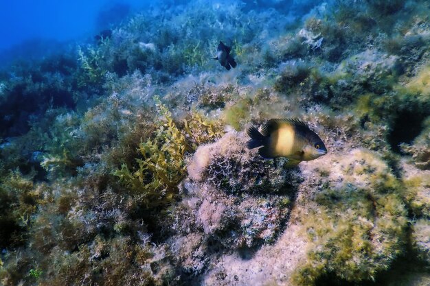 Dusky gregory underwater (stegastes nigricans) marine life