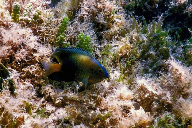 Foto dusky gregory sottomarino stegastes nigricans