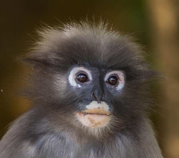 더스키 랑구르 Trachypithecus obscurus