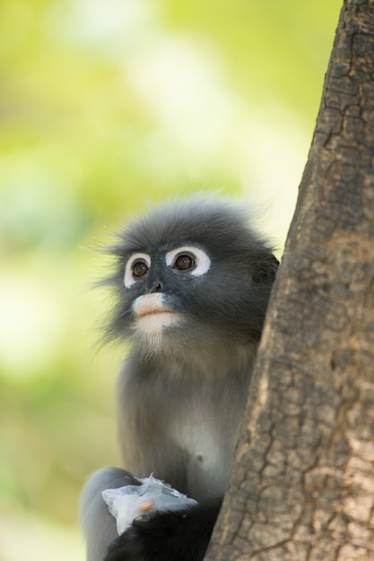 Тусклый лист langur обезьяна на дереве