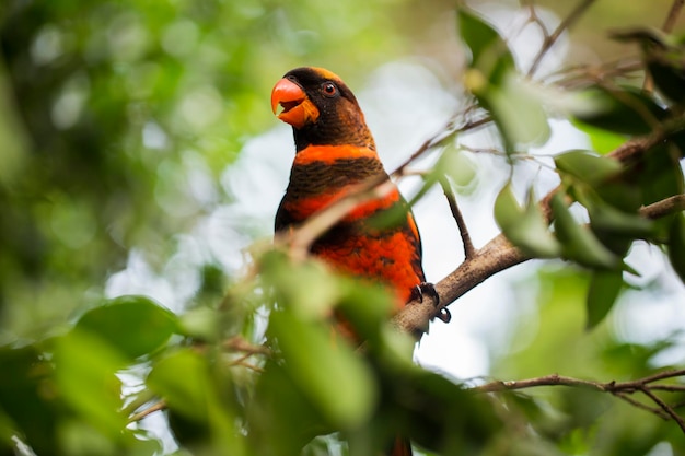 The dusky lory or the white-rumped lory or the dusky-orange lory (Pseudeos fuscata) in the branch