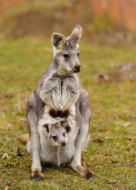 Dusky Pademelon