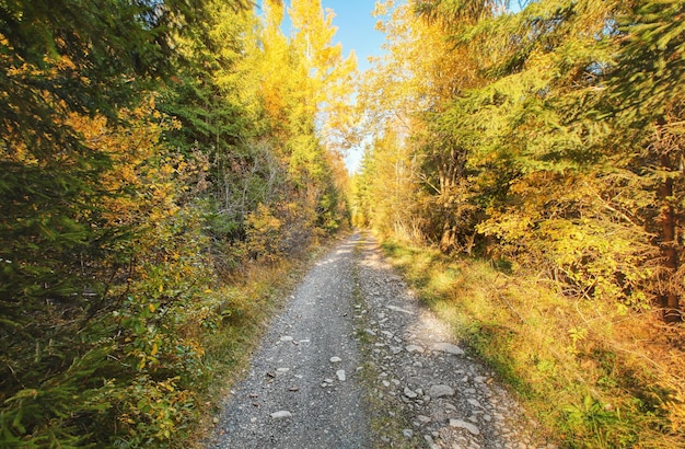Пыль и каменистая лесная дорога, деревья осеннего цвета с обеих сторон, солнечная подсветка на заднем плане.