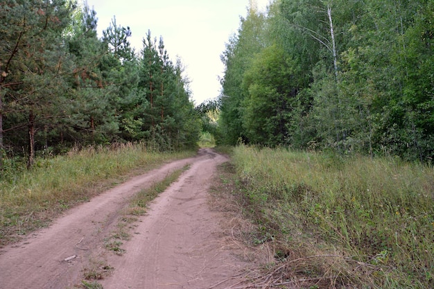 Photo dusty country road in the fir forest