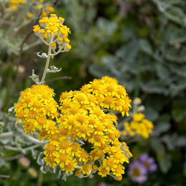 Foto dustymiller jacobaea maritima bloei in polzeath cornwall