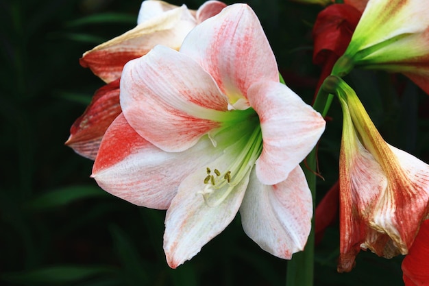 Dutch Amaryllis or Knight's Star Lily or South African Amaryllis flowers blooming in the garden