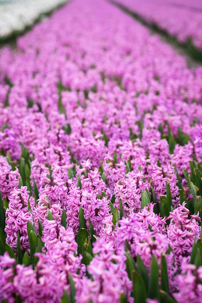 Dutch flower fields