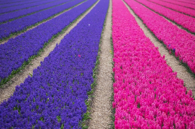 Dutch flower fields