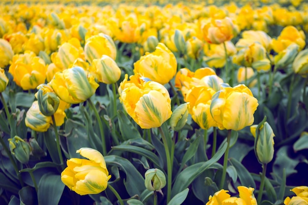 Dutch flower fields