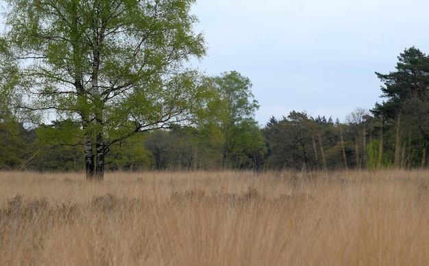 Paesaggio olandese in una giornata nuvolosa in primavera