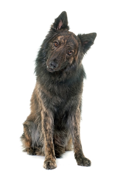 Dutch Long haired shepherd