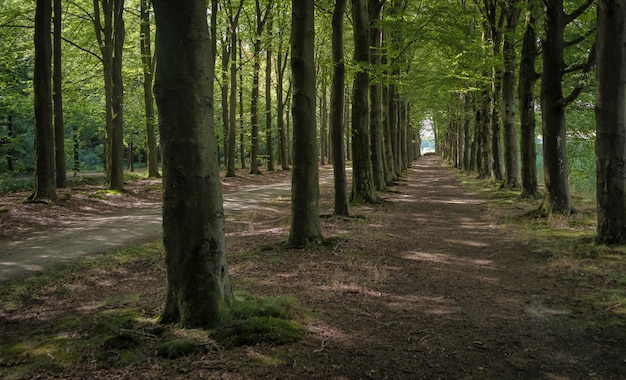 オランダの田舎の自然