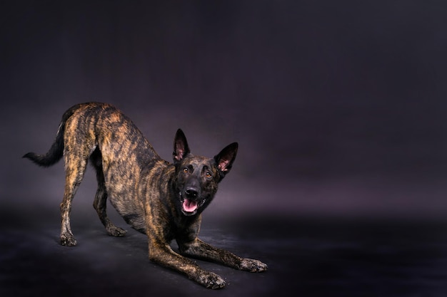 Dutch shepherd dog sitting isolated on a dark yellow red background