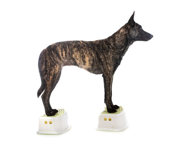 Dutch Shepherd in front of white background