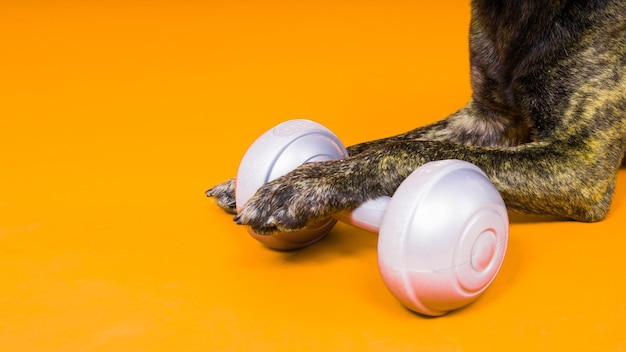 Dutch shepherd holding dumbbell on a red and yellow background