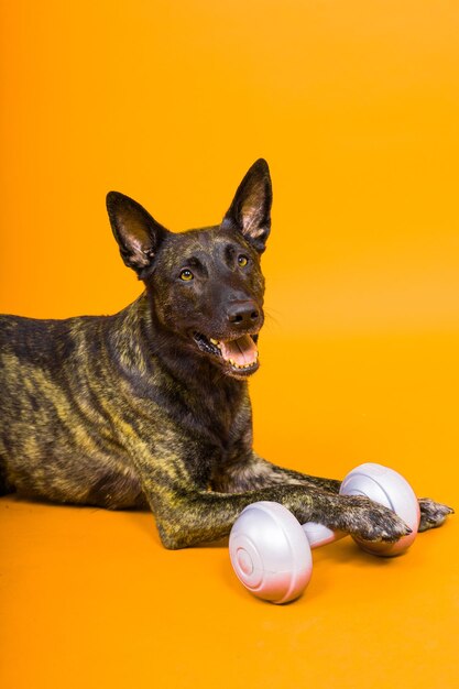 赤と黄色の背景にダンベルを握っているオランダの羊飼い