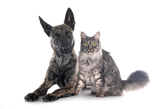 Dutch Shepherd and maine coon