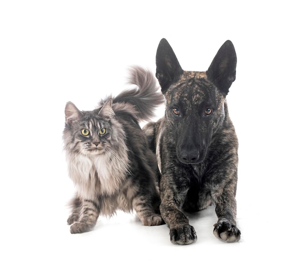 Dutch Shepherd and maine coon