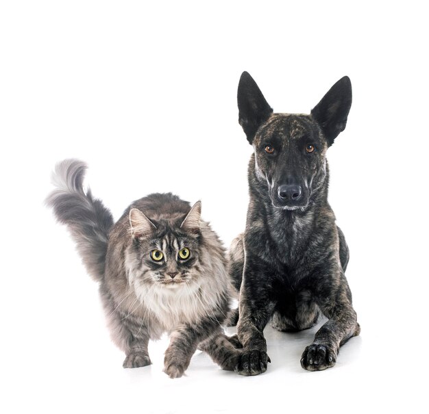 Dutch Shepherd and maine coon