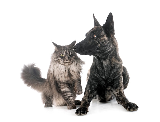 Dutch Shepherd and maine coon