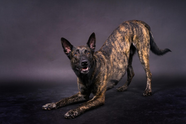 Dutch shepherd puppy dog portrait in studio closeup dark red background