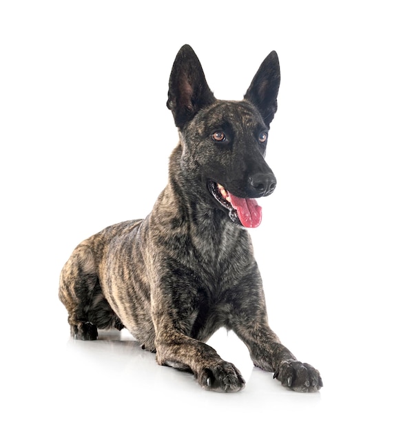 Dutch Shepherd in studio