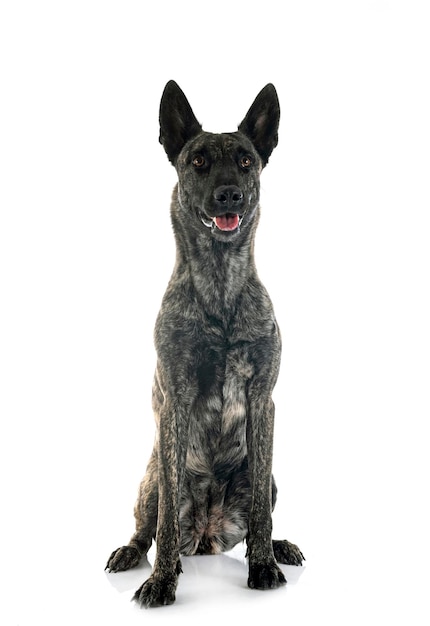 Dutch Shepherd in studio