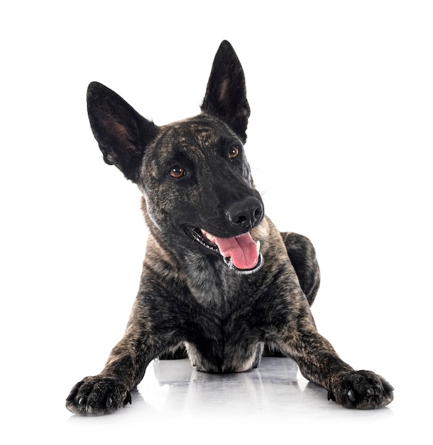 Dutch Shepherd in studio