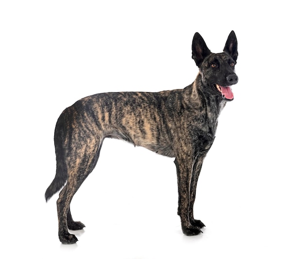 Dutch Shepherd in studio