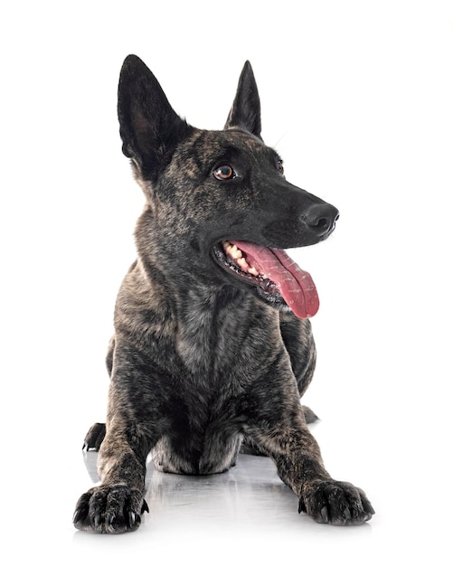 Dutch Shepherd in studio