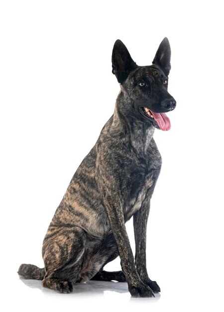 Dutch Shepherd in studio