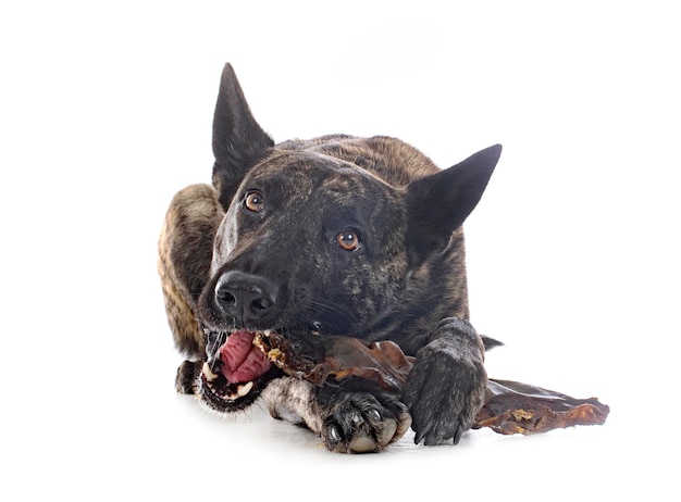 Dutch Shepherd in studio