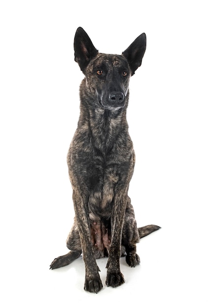 Dutch Shepherd in studio