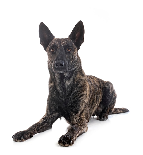 Dutch Shepherd in studio