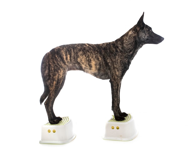 Dutch Shepherd in studio