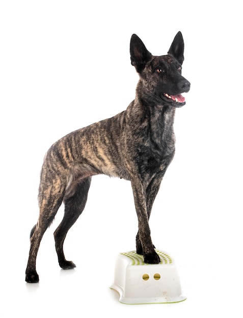 Dutch Shepherd in studio