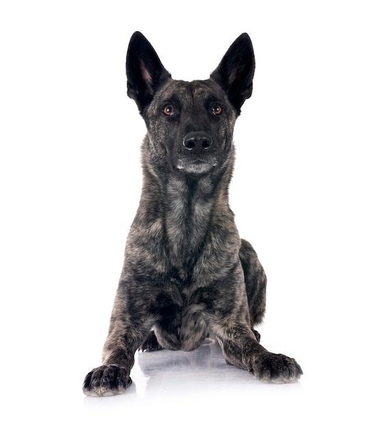 dutch shepherd in studio