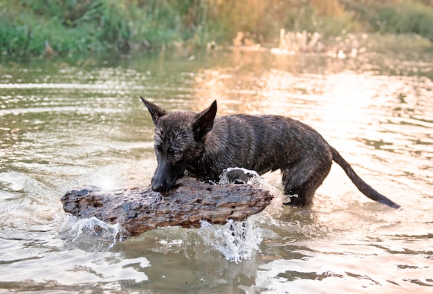 Photo dutch shepherd in water
