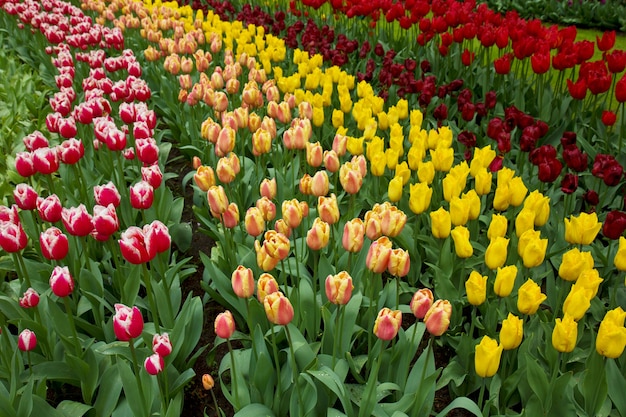 Dutch tulips fields in Keukenhof garden, Holland