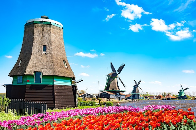 Dutch typical landscape. Traditional old dutch windmills with house, blue sky near river with tulips flowers flowerbed in the Zaanse Schans village, Netherlands. Famous tourism place.