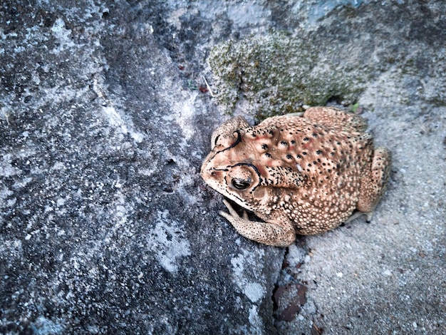 Photo duttaphrynus melanostictus is commonly called asian common toad
