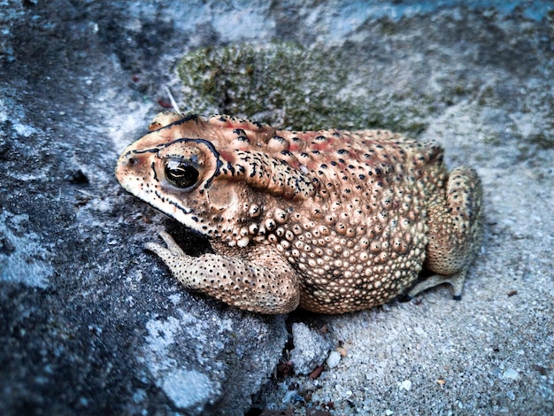 Photo duttaphrynus melanostictus is commonly called asian common toad