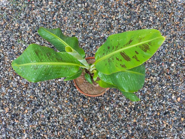 Dwarf banana plant closeup view