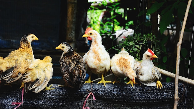 Photo dwarf chicken in the farm