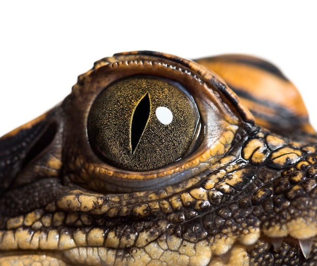 Dwarf crocodile, Osteolaemus tetraspis also know as African dwarf crocodile, broad-snouted crocodile, or bony crocodile looking at camera against white background