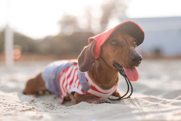 縞模様の犬のジャンプスーツと赤い帽子のドワーフダックスフントが砂浜で日光浴をしている犬の旅行者