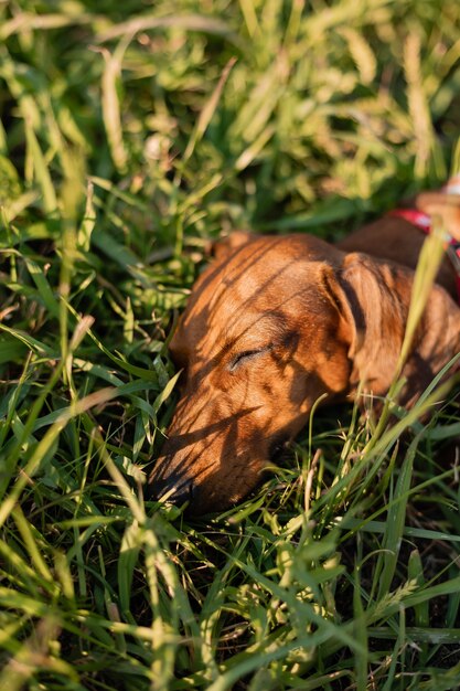 Dwarf dachshund in a striped dog jumpsuit and a red cap walks outdoors and lies on the green grass