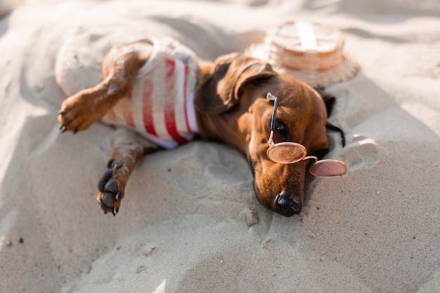 Dwarf dachshund in a striped dog jumpsuit sunglasses and a straw hat is sunbathing on a sandy beach