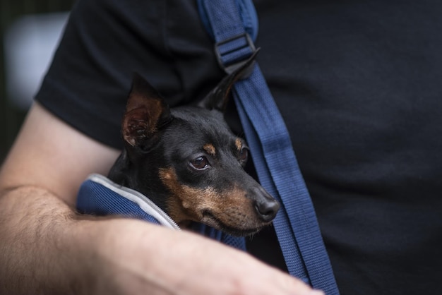 The Dwarf dog Tsvergpinscher sits in a carrier bag in the hands of a man